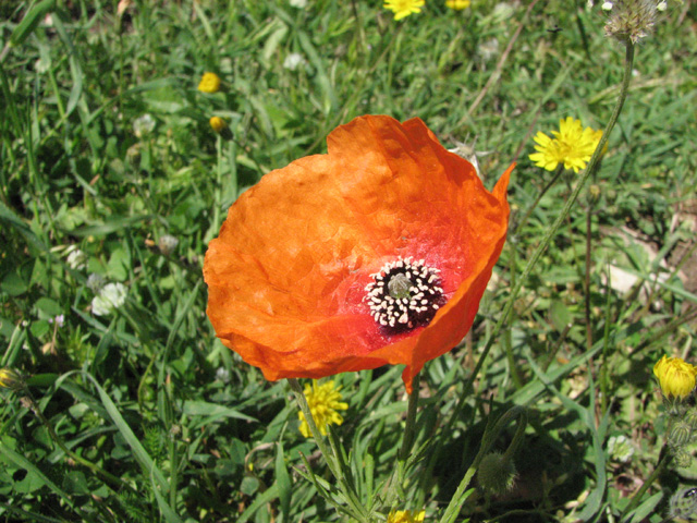 papaver  Apulum?